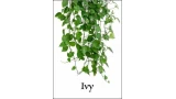Ivy by Larry Travis