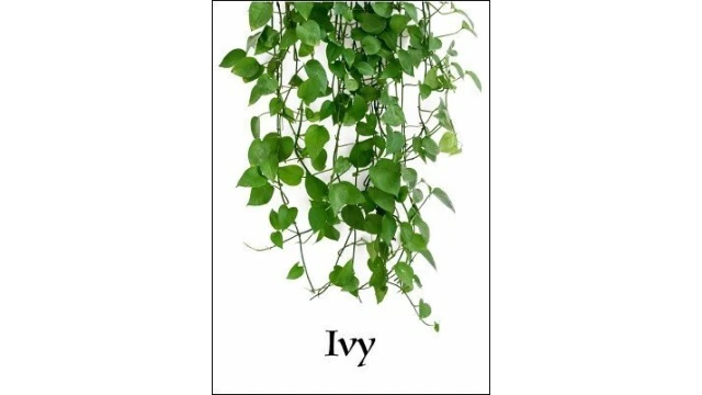 Ivy by Larry Travis Ivy by Larry Travis