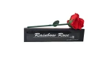 Rainbow Rose by JL Magic