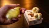 The Final Load (Baby Chicks) by Murphy s Magic